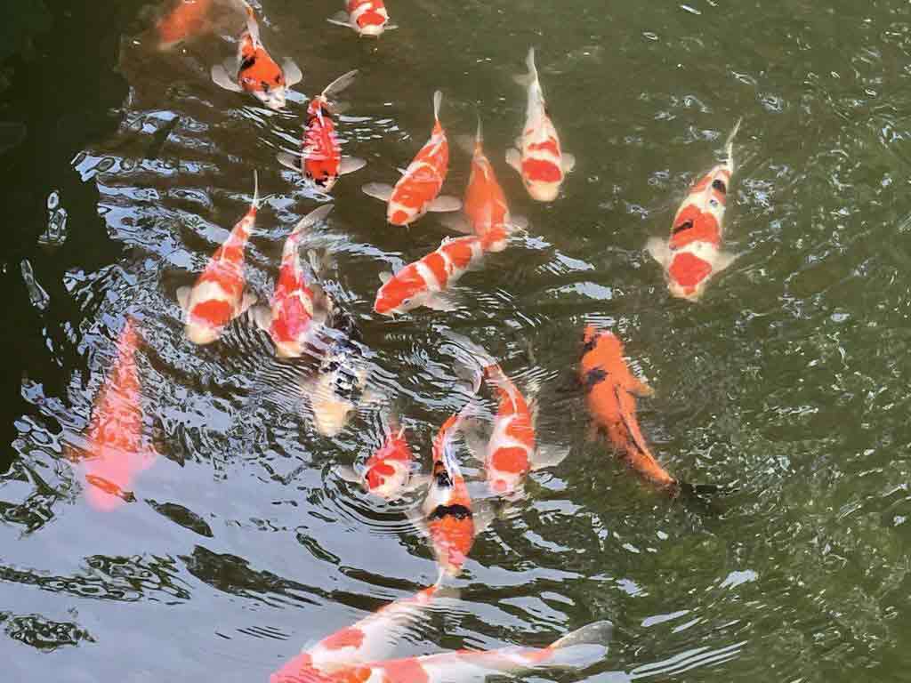 鯉の餌やり（4月〜11月）